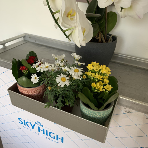 Trolley Rack / Bottle Holder